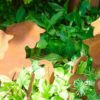 Gribouille le chat fripouille – Image 3