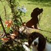 Phoebe le chien en balade – Image 2
