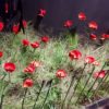 Coquelicot rouge simple – Image 2