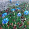 Bleuet avec bouton – Image 2