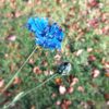 Bleuet avec bouton
