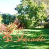 Tige Mon Paradis – Image 2