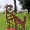 Rocco le Jack Russel