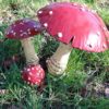 Les champignons (Amanites)