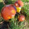 Les champignons (cèpes)