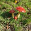 Les champignons (cèpes) – Image 2